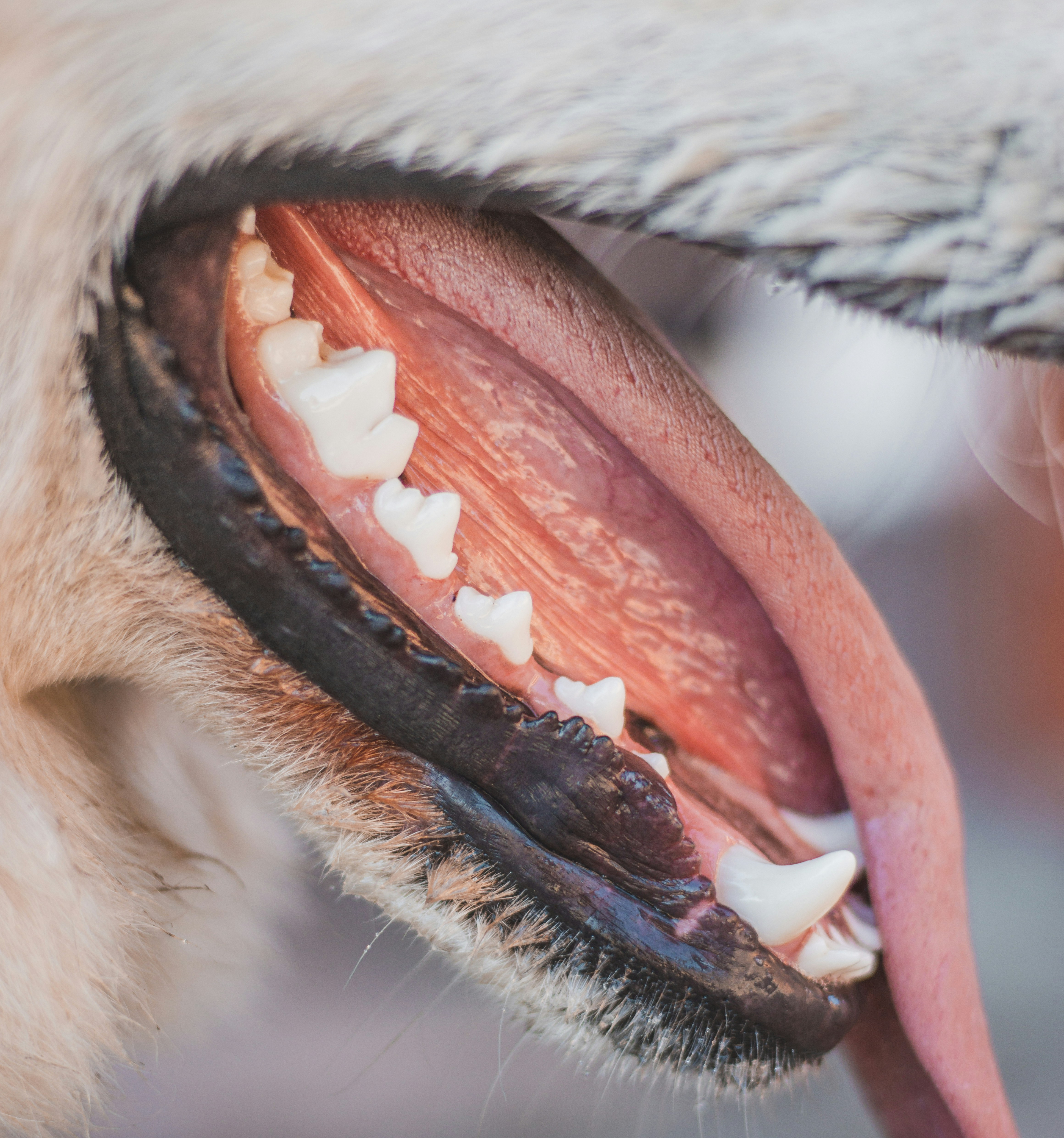 Como combater o tartáro do seu cachorro