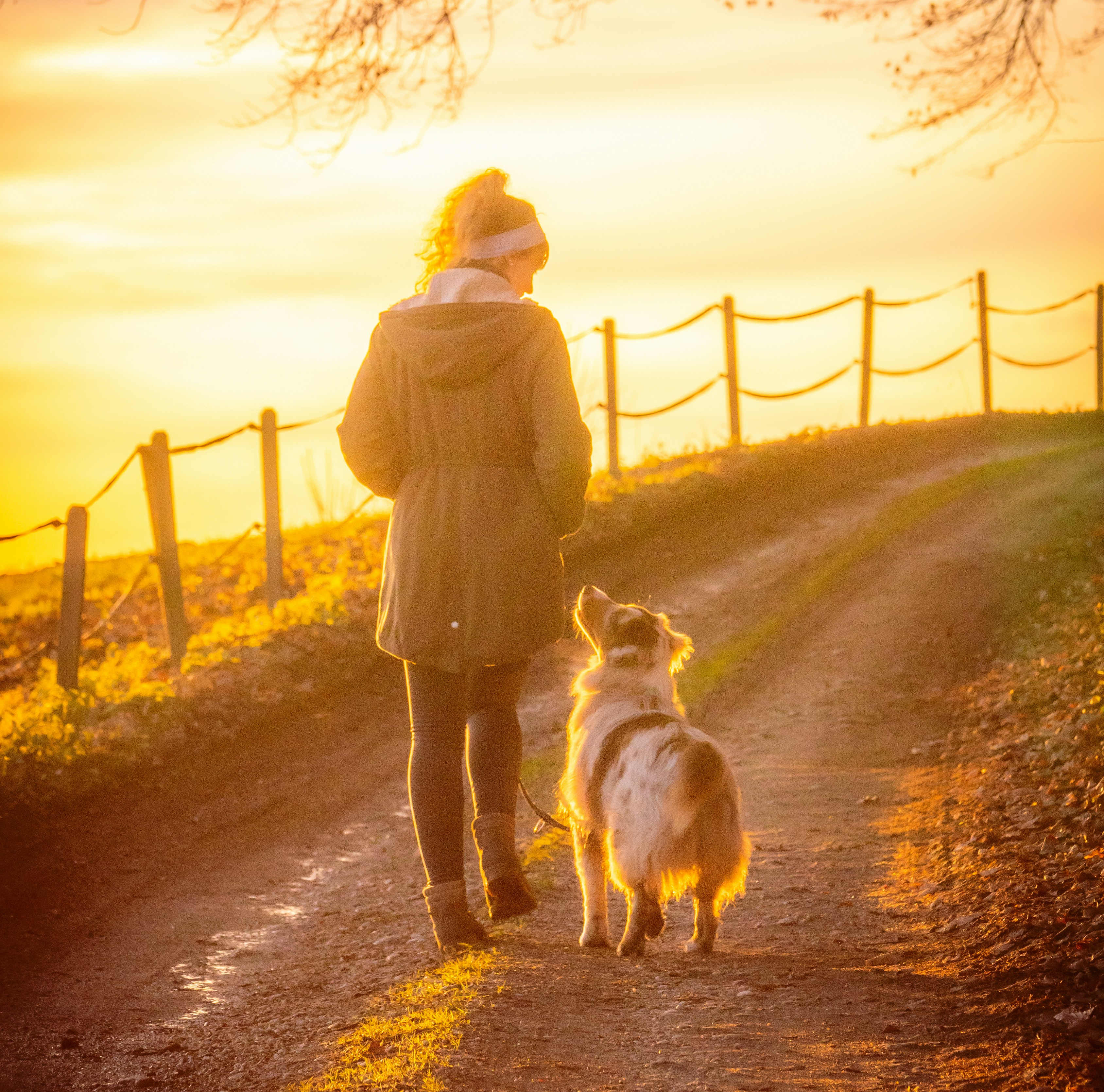 3 Coisas Que Você Deve Tomar Cuidado ao Passear com Seu Cachorro