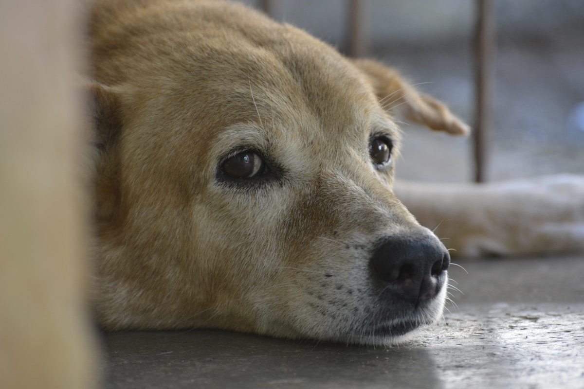 Ansiedade de Separação em Cachorro: Como Identificar e Tratar