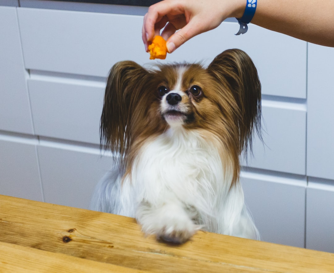 Cachorro na mesa da cozinha olhando comida — alimentos proibidos para cachorro