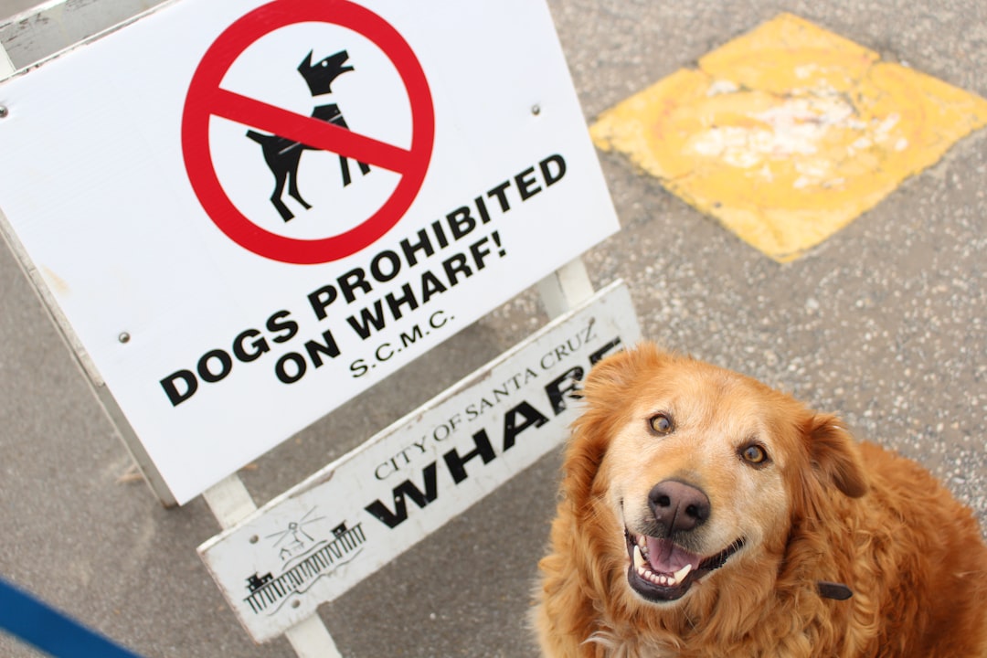 Cachorro ao lado de placa de proibido — alimentos proibidos cachorro lista