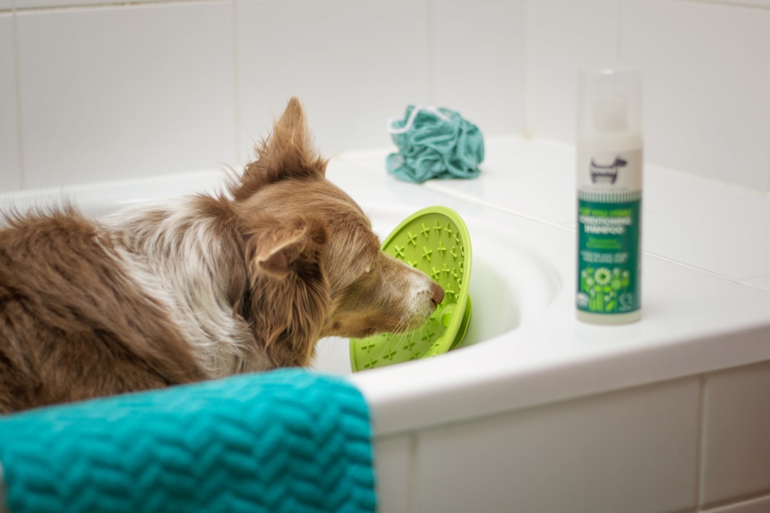 O Que Usar para Dar Banho no Cachorro em Casa? Produtos Essenciais