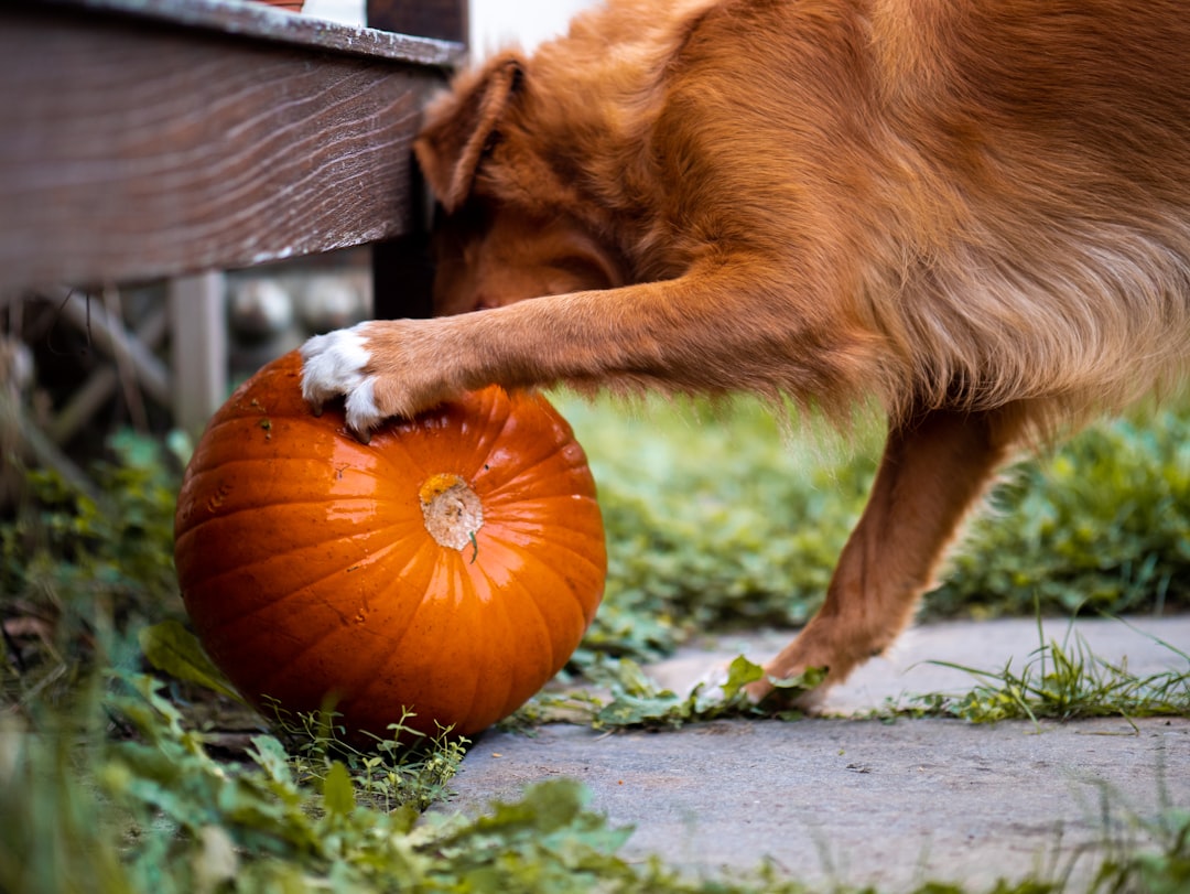 Golden Retriever brincando com abóbora — cachorro pode comer abóbora
