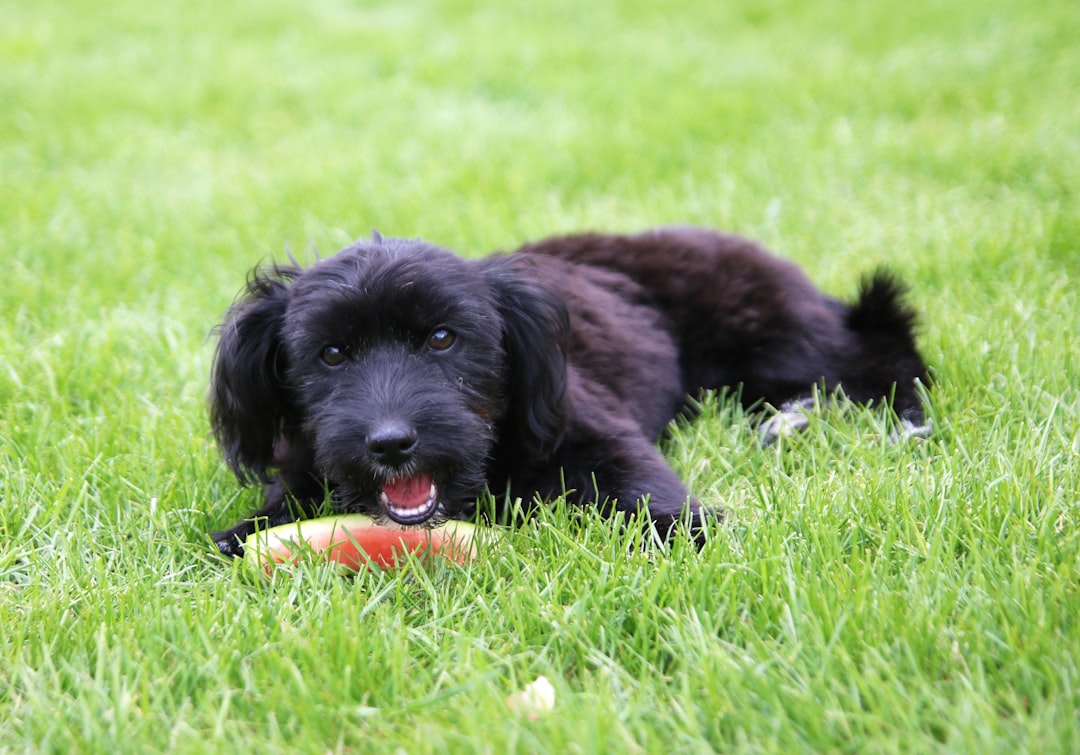 Cachorro comendo melancia no jardim — cachorro pode comer melancia