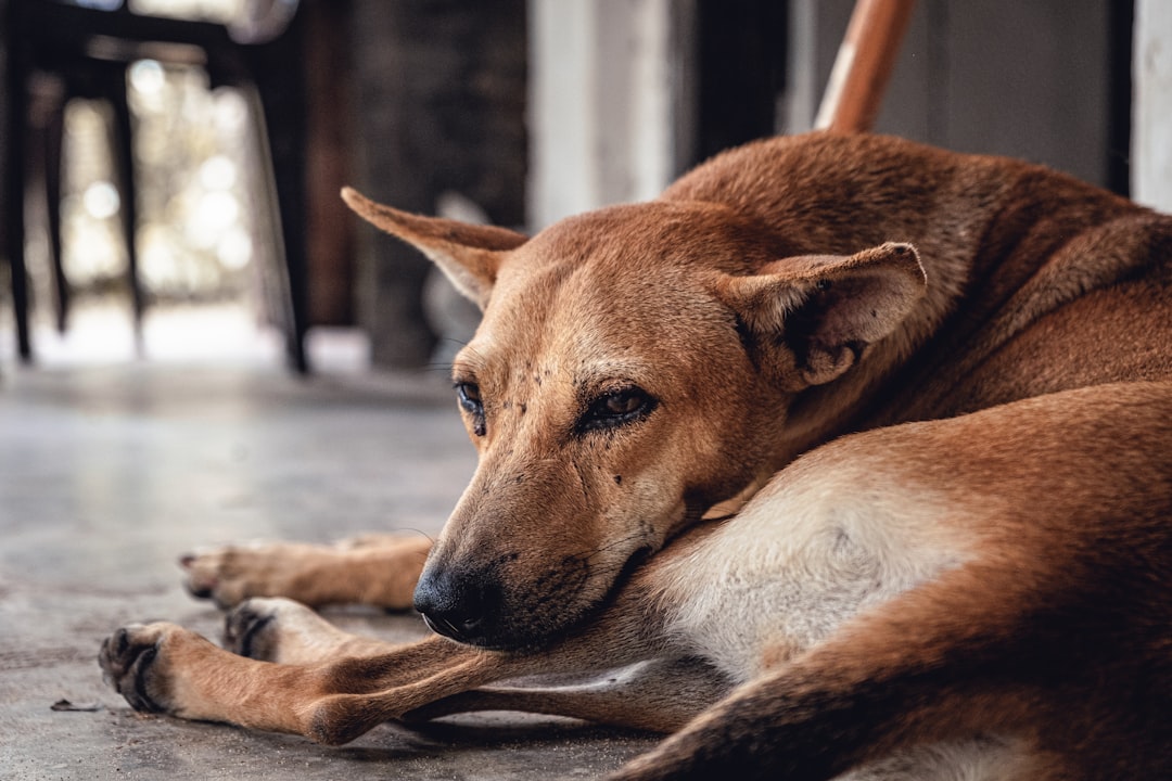 Cachorro deitado no chão descansando — cachorro com diarreia o que fazer