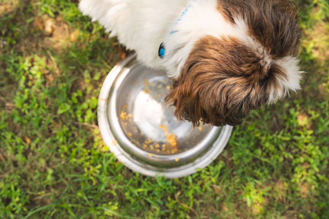 Cachorro filhote comendo ração no pote — o que cachorro filhote pode comer