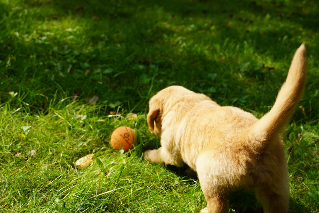 Cachorro Pode Comer Ovo? Benefícios e Cuidados