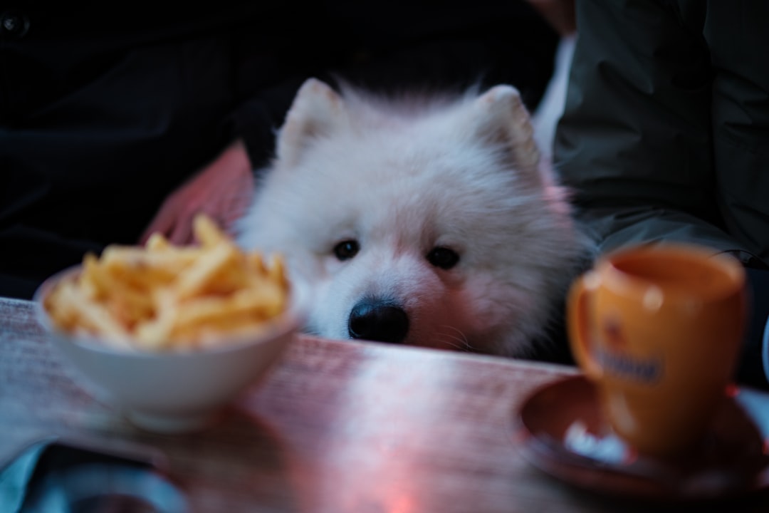 Cachorro olhando para comida — cachorro pode comer manga