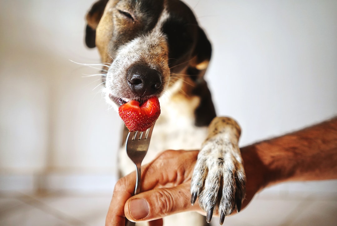Cachorro com morango na boca — cachorro pode comer morango