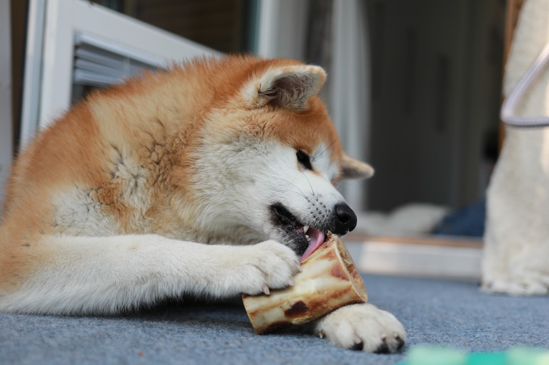 Cachorro olhando para petisco — cachorro pode comer queijo com segurança