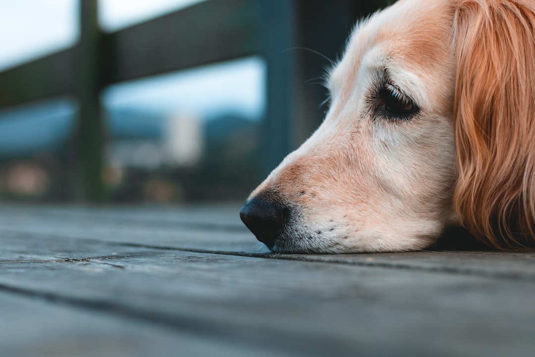 Ansiedade de Separação do Cachorro: Como Curar?