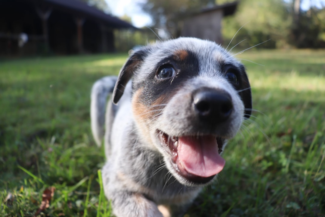 Filhote feliz e saudável ao ar livre — vacina V10 cachorro obrigatória
