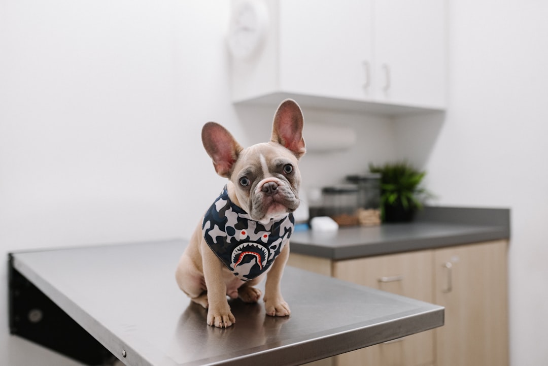 Cachorro em consulta no veterinário — vacinas anuais obrigatórias cachorro