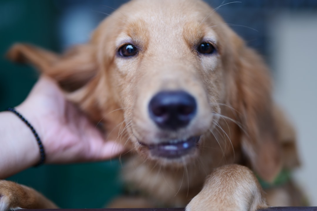 Cachorro Com Coceira: O Que Pode Ser e Como Ajudar Seu Pet