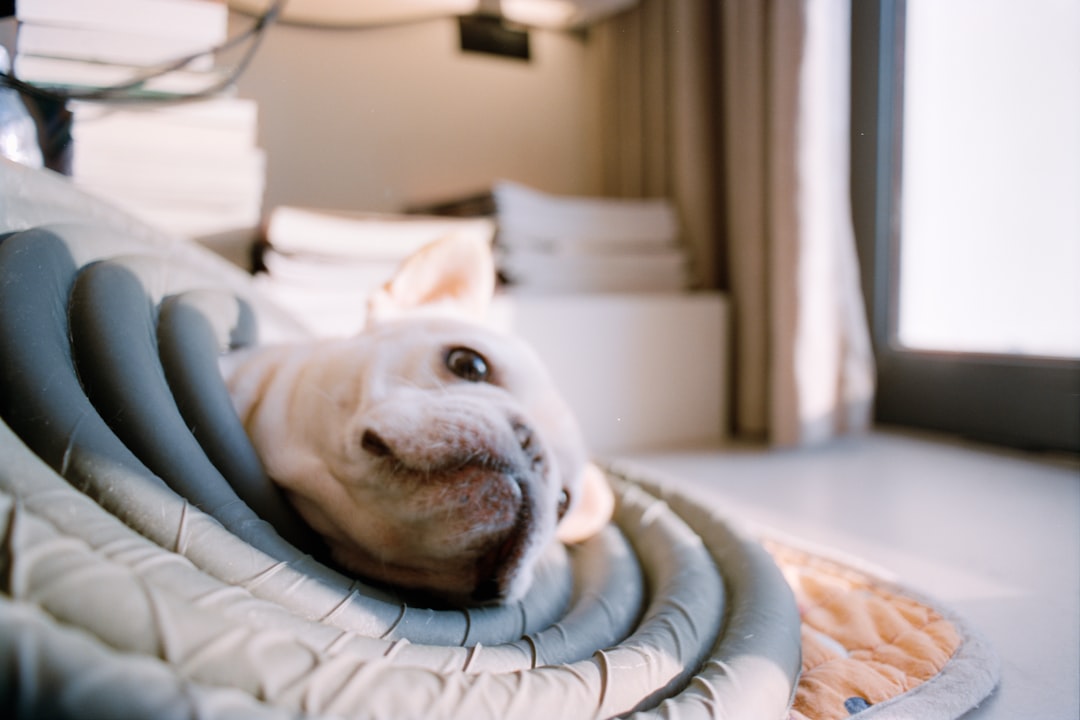 Cachorro branco descansando na cama — cachorro com verme sintomas