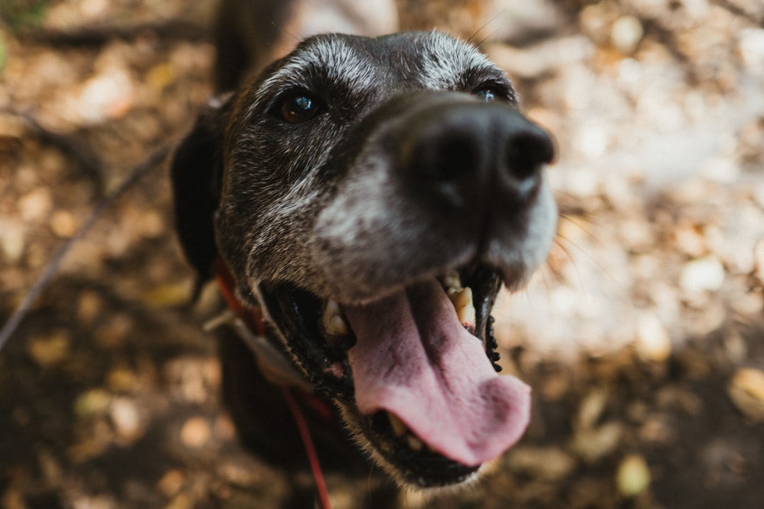 Nariz Seco Significa Febre no Cachorro? Mitos e Verdades