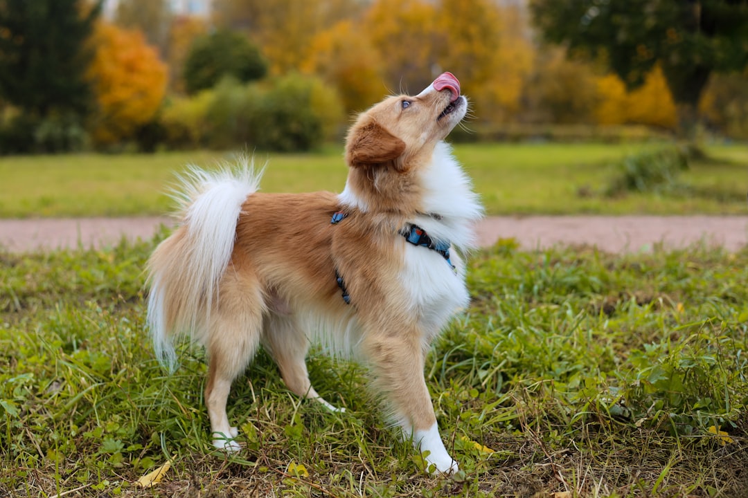 Por Que Seu Cachorro Lambe Você? 7 Motivos Que Explicam Esse Carinho Babado
