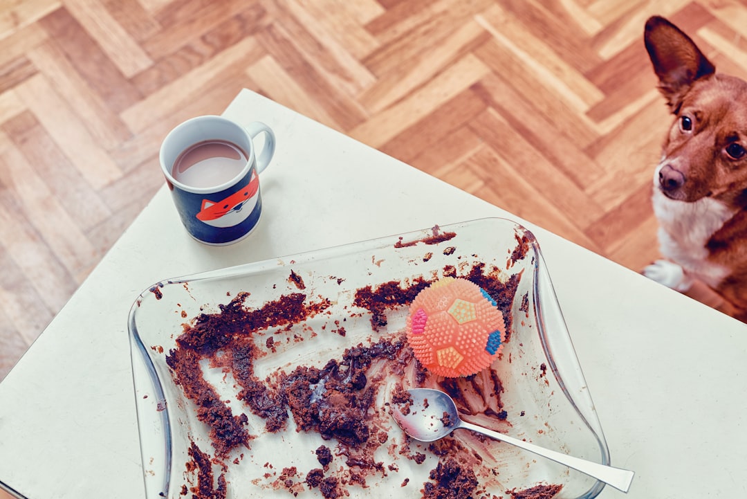 Qual Quantidade de Chocolate é Tóxica para Cachorro? Tabela por Peso