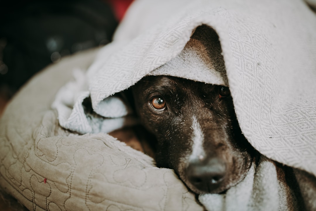 Cachorro doente descansando sob cobertor — diarreia preocupante cachorro sinais