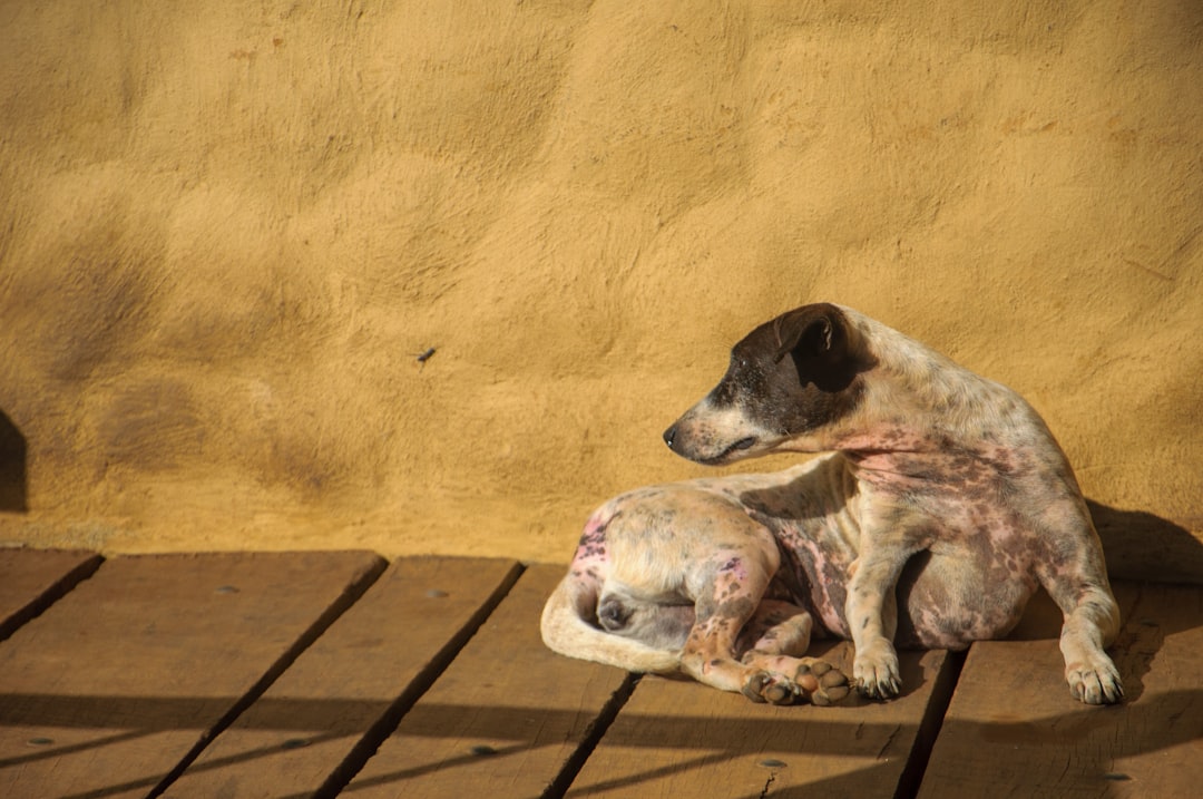Sarna ou Dermatite no Cachorro: Como Diferenciar e Tratar