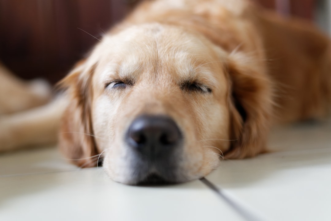 Qual Cachorro Dá Menos Trabalho? 7 Raças Fáceis de Cuidar Para Iniciantes