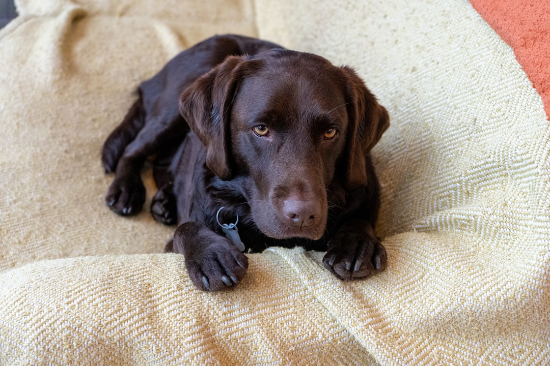 Quanto Tempo Leva Para Cachorro Aprender a Fazer Xixi no Lugar Certo?