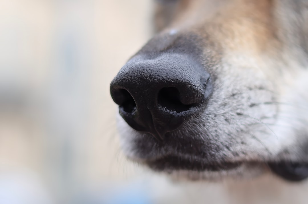 Quais Cheiros o Cachorro Não Suporta? Lista de Aromas Para Educar e Repelir
