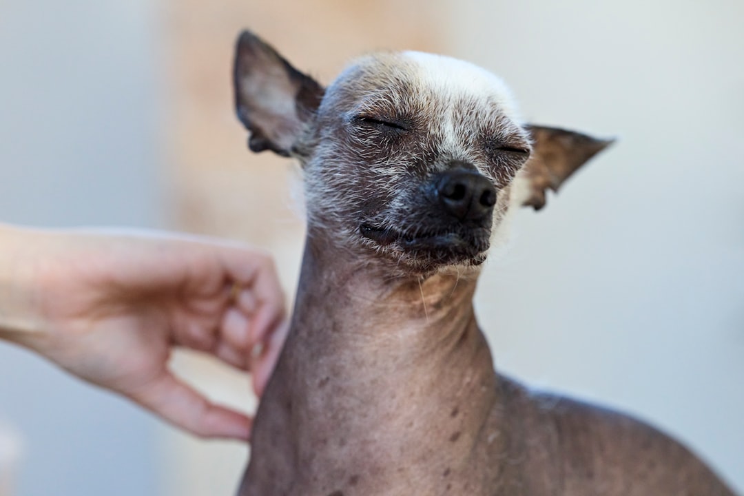 Dermatite em Cachorro Tem Cura? Tratamentos e Cuidados