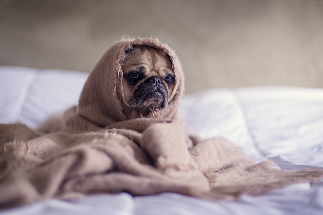 Quanto Tempo Dura a Febre no Cachorro? O Que Esperar e Quando Procurar o Vet