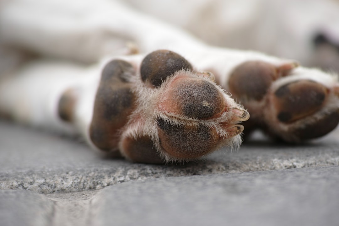 Como Amolecer a Unha do Cachorro Para Cortar Com Segurança