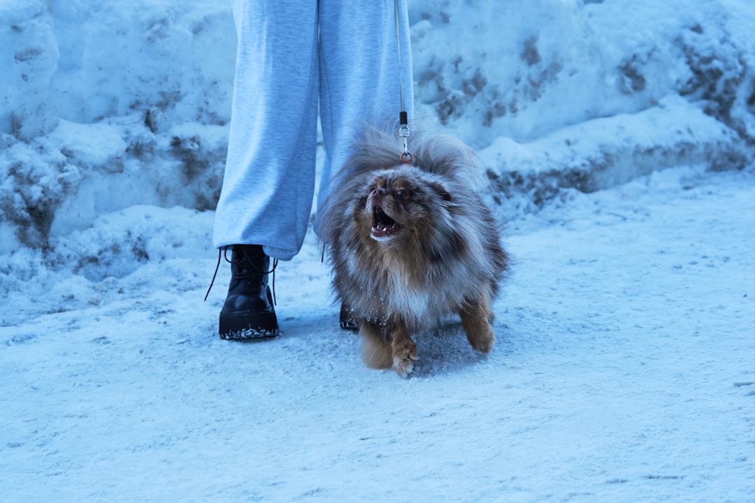 Cachorro ao ar livre com seu tutor — cachorro não para de latir