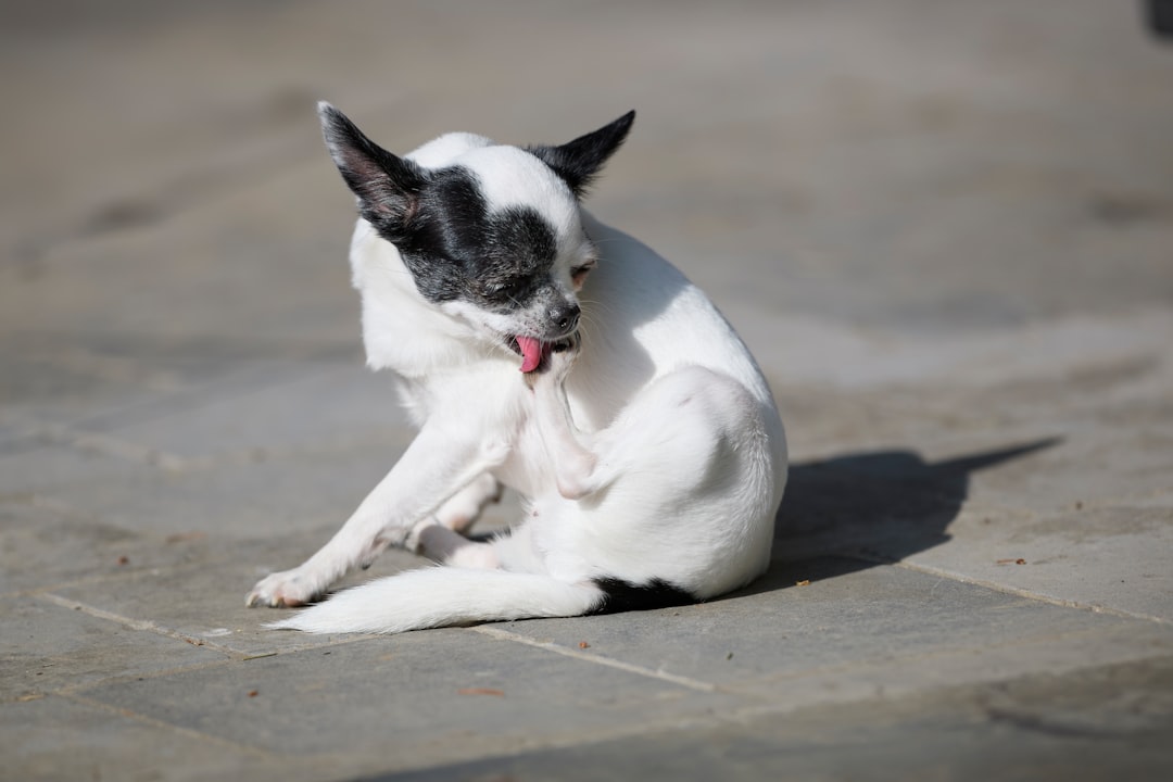 Como Identificar o Início da Sarna no Cachorro: Sinais Que Você Não Pode Ignorar