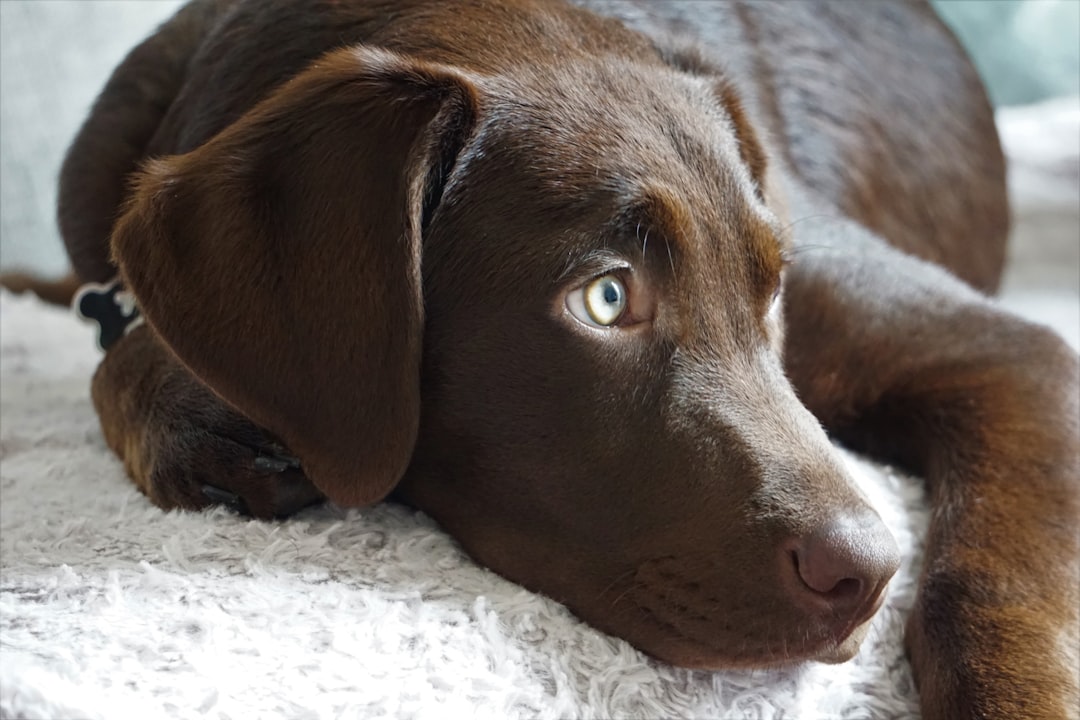 Quais Tipos de Chocolate São Mais Perigosos Para Cachorro? Ranking de Toxicidade