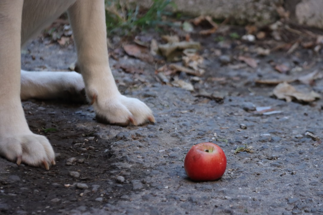 Cachorro ao lado de uma maçã no chão — cachorro diabetes comer maçã
