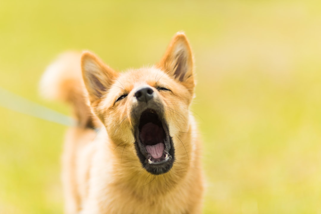Cachorro Latindo Muito à Noite? Descubra as Causas e Como Acalmar