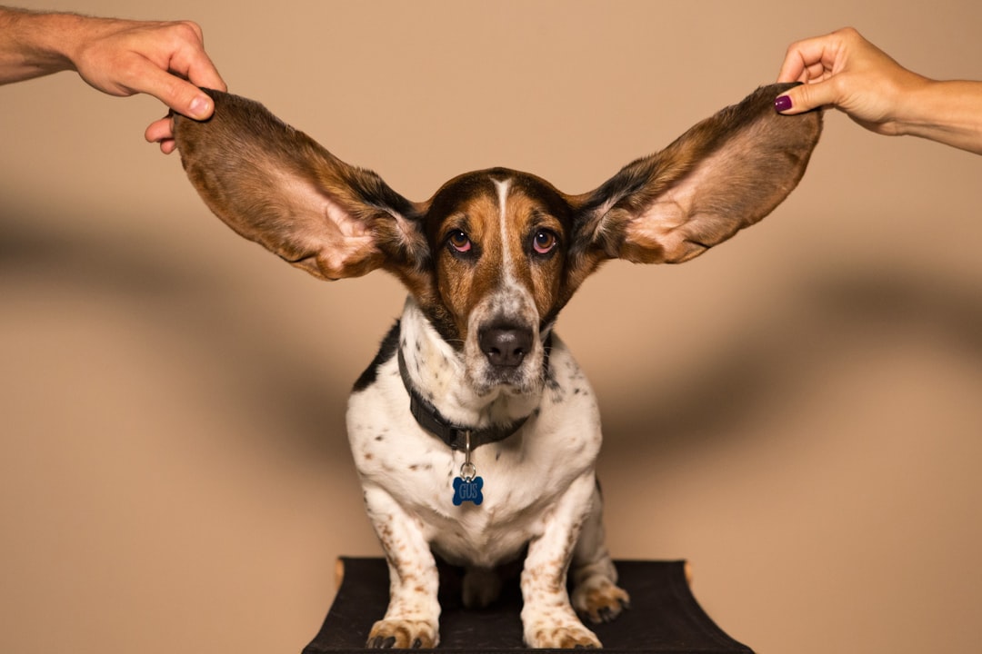 Cachorro com orelha sendo examinada — o que colocar no algodão ouvido cachorro