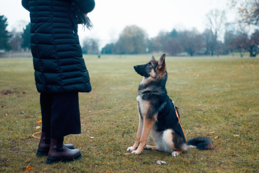Cachorro recebendo petisco durante treino — petisco para adestrar cachorro
