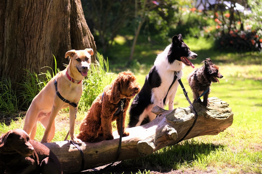 Cachorros em atividade ao ar livre — quanto tempo treinar cachorro por dia