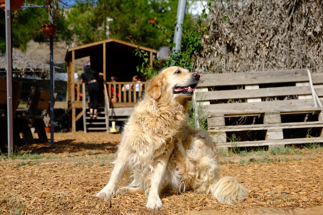 Qual a Temperatura Normal de um Cachorro? Tabela e Como Interpretar