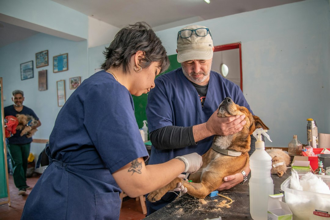 Cachorro Que Come Cocô Transmite Verme? O Risco Real Para a Família