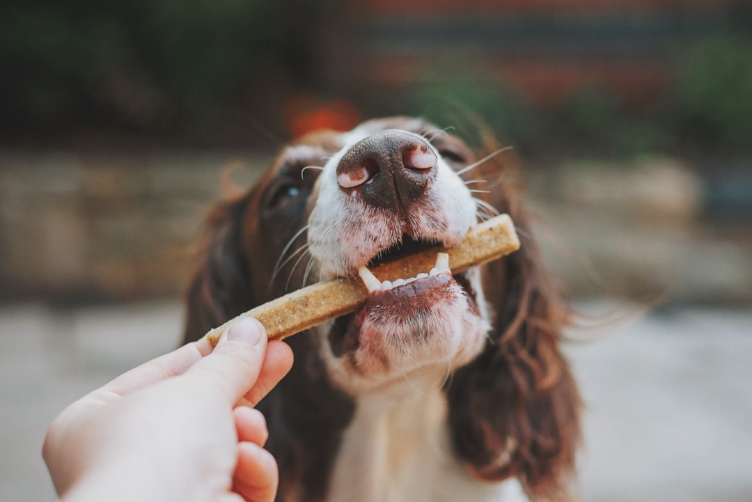 Cachorro Pode Comer Batata-Doce Crua? Por Que Cozinhar é Obrigatório