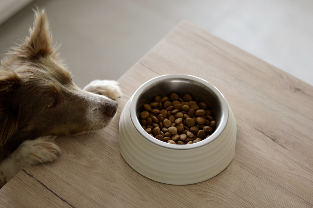 Como Fazer o Cachorro Parar de Comer Fezes: 7 Estratégias