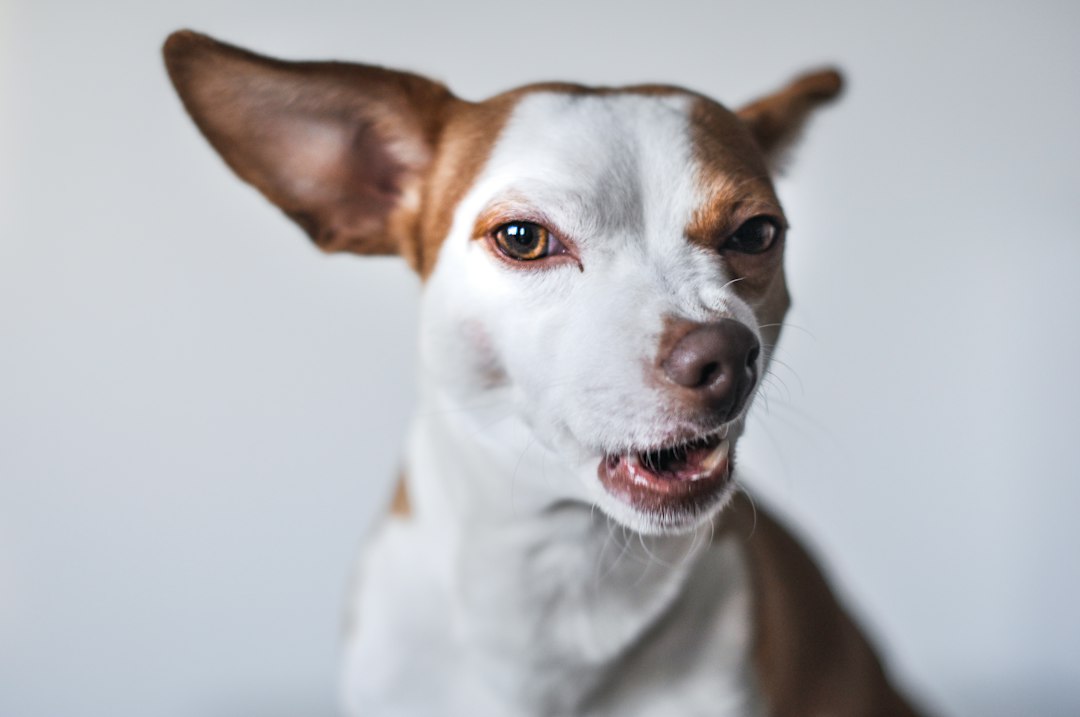 Cachorro inclinando a cabeça — doença cachorro balançando a cabeça