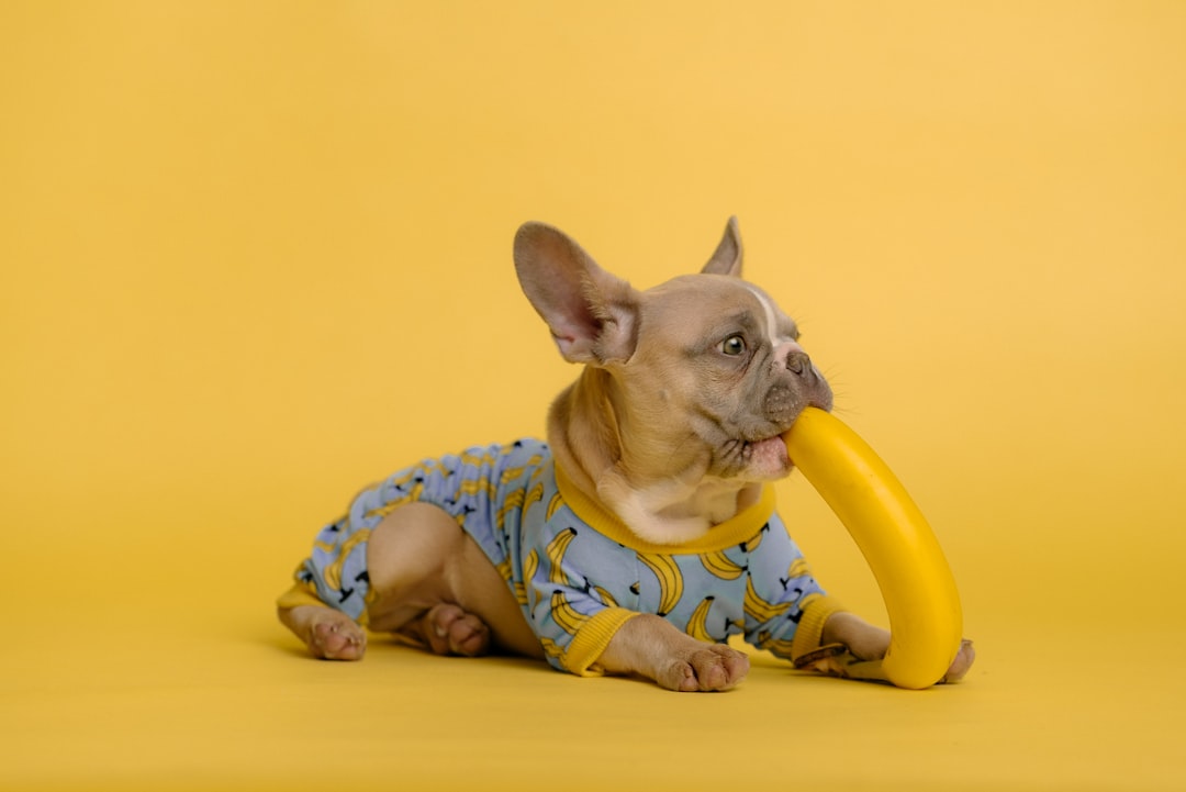 Filhote de cachorro brincando — filhote 2 meses comer fruta