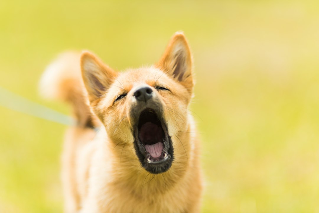 Cachorro latindo ao ar livre — parar de latir para outros cães