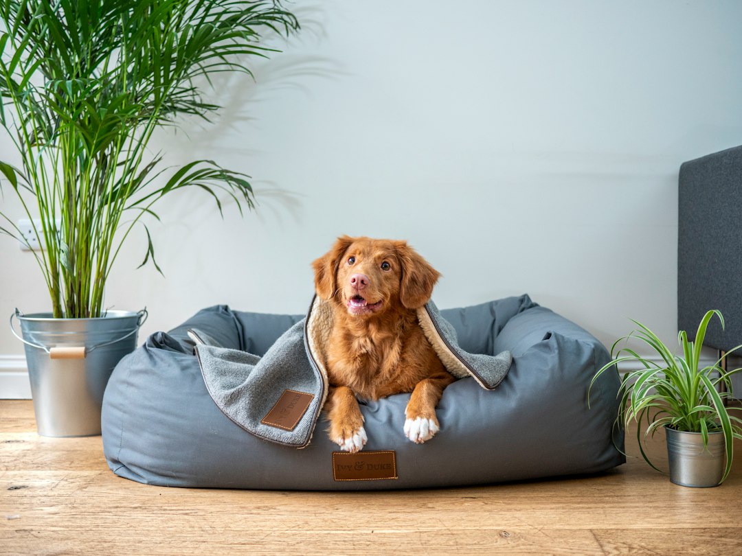 Qual a Temperatura Ambiente Ideal Para Cachorro? Frio e Calor Seguros