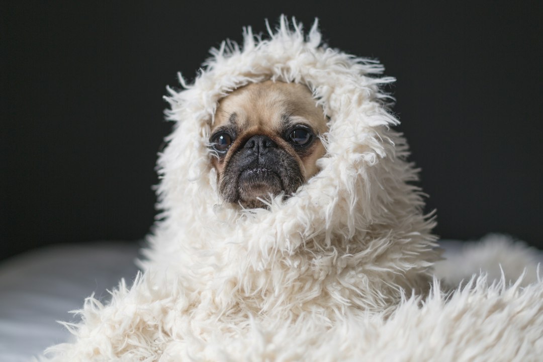 Temperatura Baixa em Cachorro: Causas, Riscos e O Que Fazer
